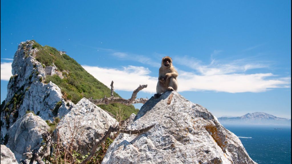 Gibraltar - małpy makaki
