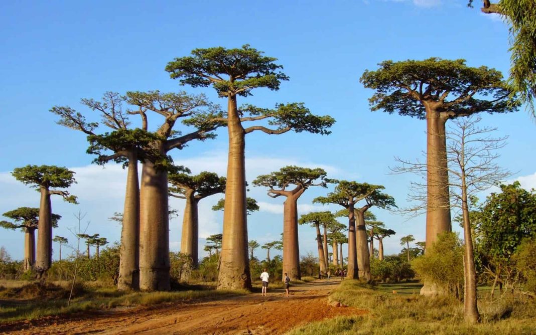Wanilia pachnie Madagaskarem