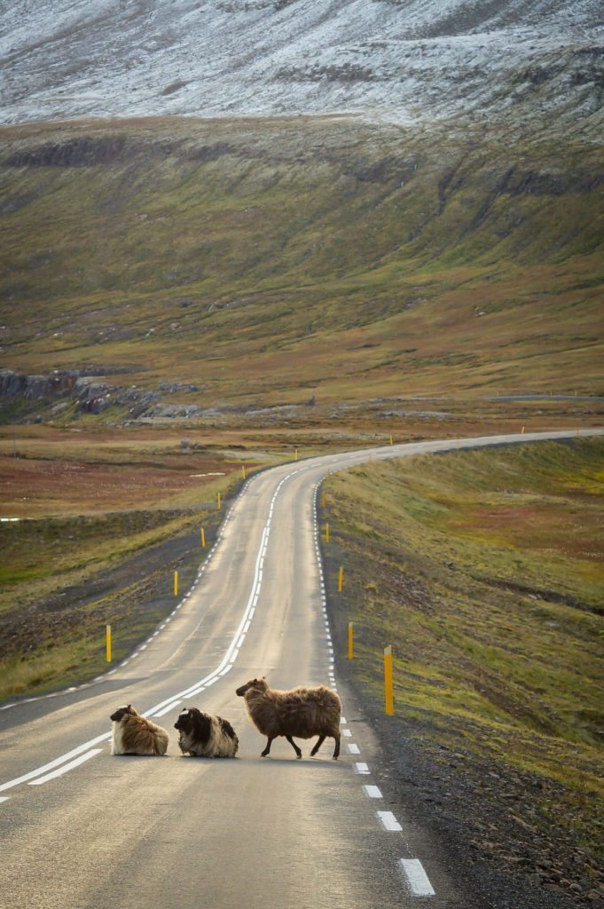 Islandia owce