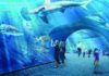 Oceanarium w Gdańsku