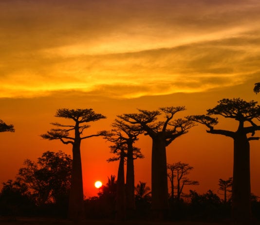 Madagaskar - fauna i flora
