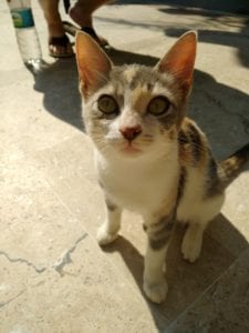 Koty w Turcji