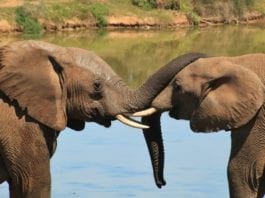 Dwa słonie na sawannie w RPA