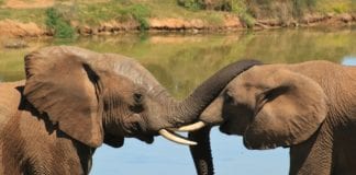 Dwa słonie na sawannie w RPA